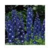 DELPHINIUM DARK BLU/BIANCO Diametro Vaso 12 Cm 2 DELPHINIUM DARK BLU/BIANCO Diametro Vaso 12 Cm -Sementie Boutique delphinium cult m f dark blue wh bee vaso diametro 12 cm