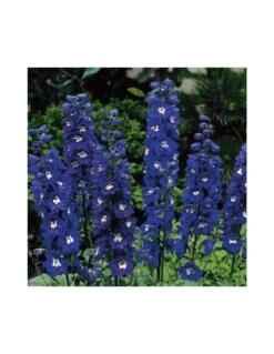 DELPHINIUM DARK BLU/BIANCO Diametro Vaso 12 Cm