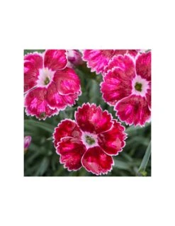 DIANTHUS CARYOPHYLLUS "FLUTTERBURST" Dimensione Vaso12 CM