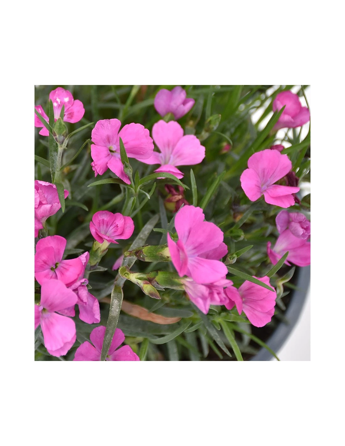 GAROFANO "DIANTHUS KAORI" - PINK Diametro Vaso 14 Cm 4 GAROFANO "DIANTHUS KAORI" - PINK Diametro Vaso 14 Cm - Image 2