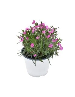 GAROFANO "DIANTHUS KAORI" - PINK Diametro Vaso 14 Cm