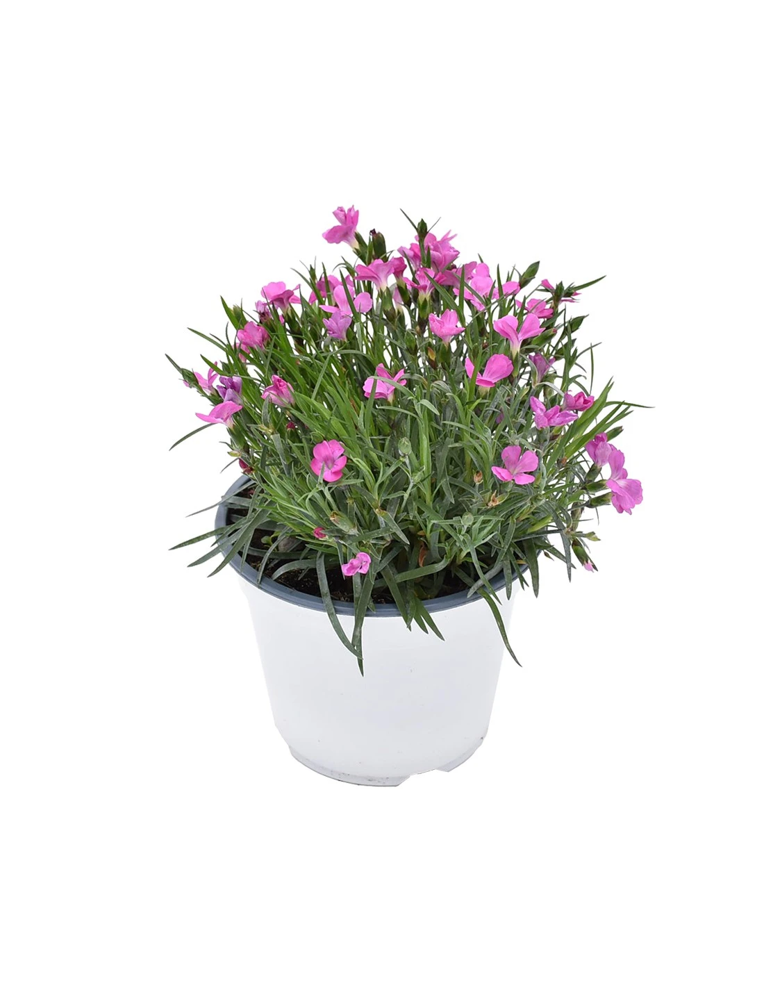 GAROFANO "DIANTHUS KAORI" - PINK Diametro Vaso 14 Cm 3 GAROFANO "DIANTHUS KAORI" - PINK Diametro Vaso 14 Cm