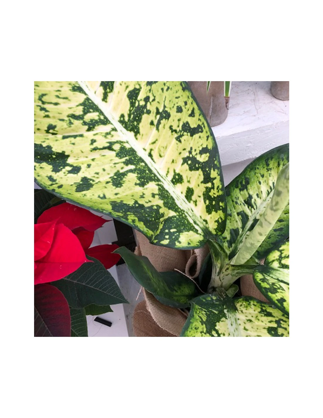 DIEFFENBACHIA "BANANA" Diametro Vaso Cm 23 4 DIEFFENBACHIA "BANANA" Diametro Vaso Cm 23 - Image 2