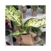 DIEFFENBACHIA "BANANA" Diametro Vaso Cm 23 2 DIEFFENBACHIA "BANANA" Diametro Vaso Cm 23 -Sementie Boutique dieffenbachia banana diametro vaso cm 23