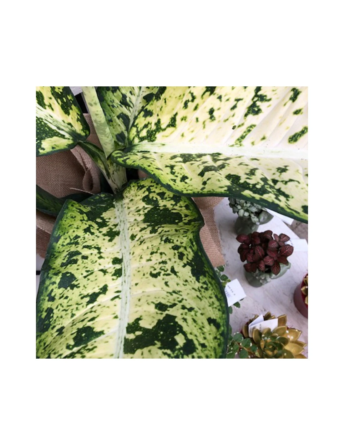 DIEFFENBACHIA "BANANA" Diametro Vaso Cm 23 5 DIEFFENBACHIA "BANANA" Diametro Vaso Cm 23 - Image 3