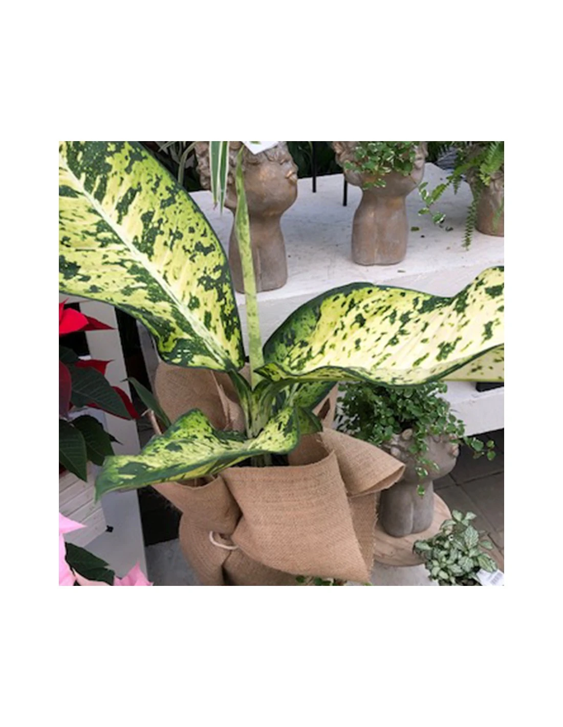 DIEFFENBACHIA "BANANA" Diametro Vaso Cm 23 3 DIEFFENBACHIA "BANANA" Diametro Vaso Cm 23