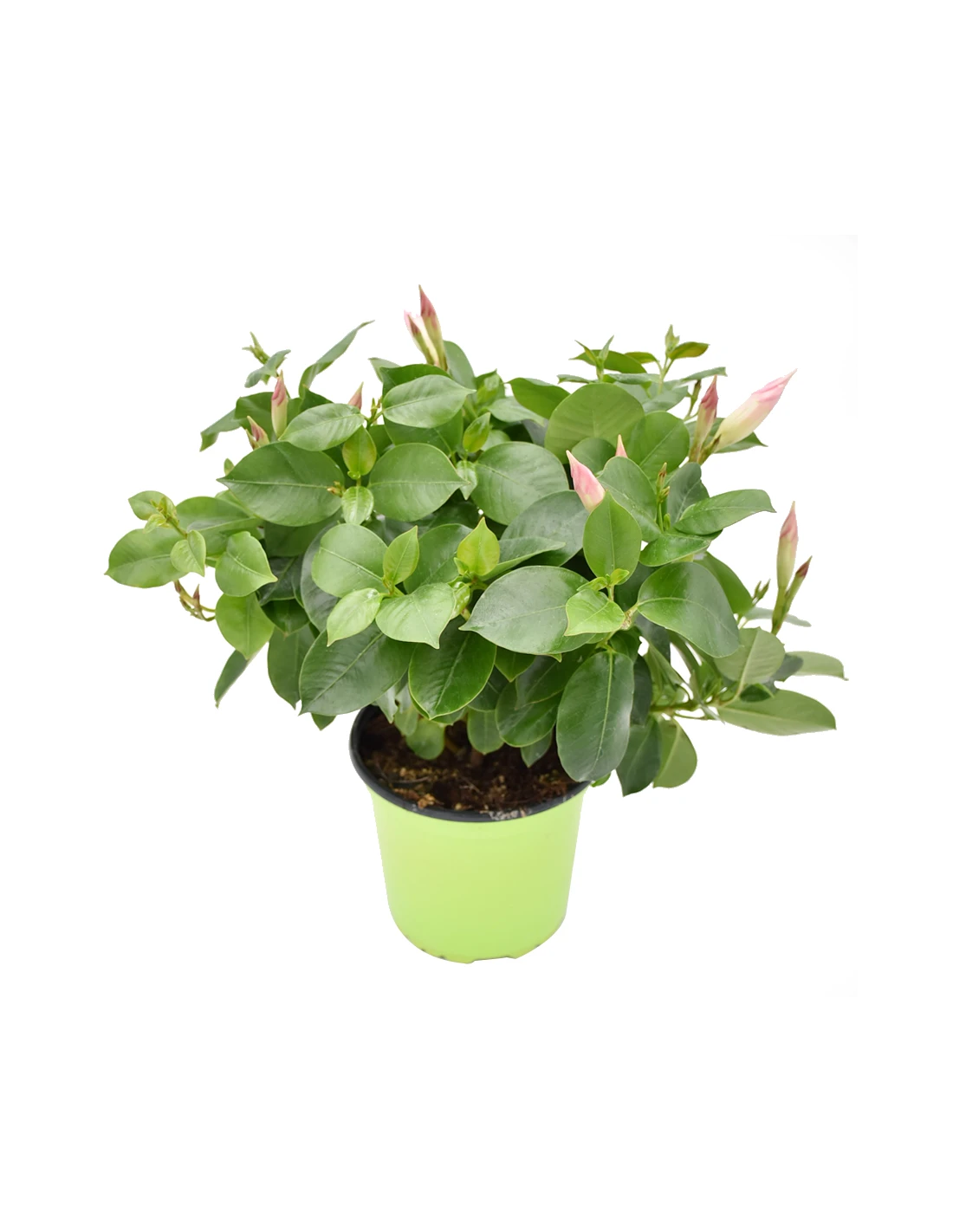 DIPLADENIA "Mandevilla" - BIANCA Diametro Vaso 14 Cm 4 DIPLADENIA "Mandevilla" - BIANCA Diametro Vaso 14 Cm - Image 2