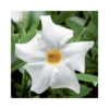 DIPLADENIA "Mandevilla" - BIANCA Diametro Vaso 14 Cm