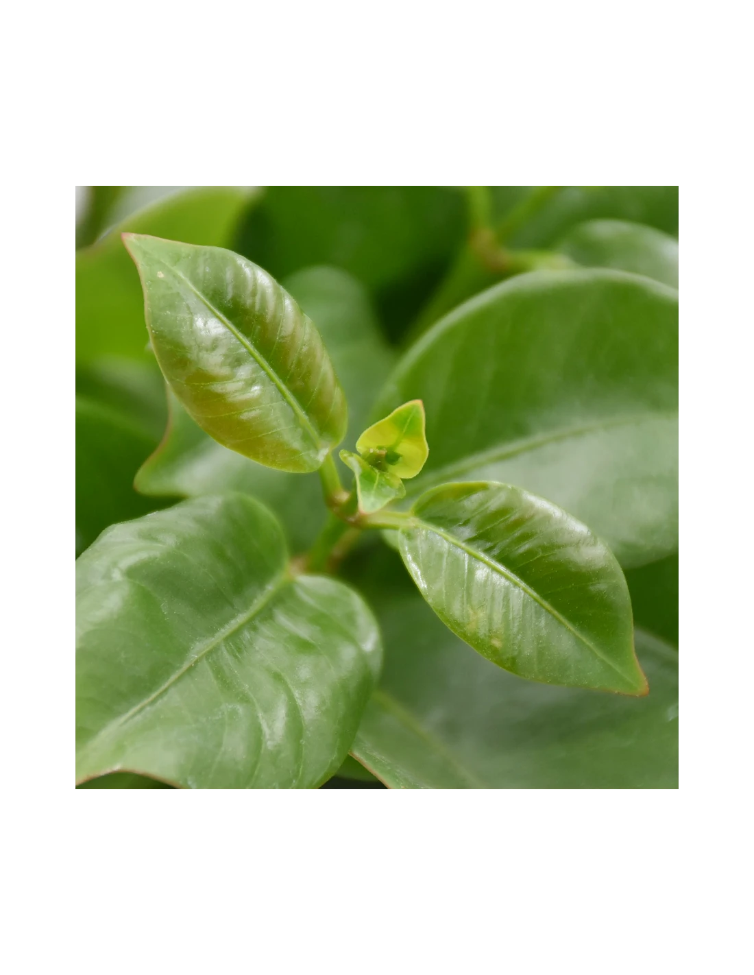 DIPLADENIA "Mandevilla" - BIANCA Diametro Vaso 14 Cm 5 DIPLADENIA "Mandevilla" - BIANCA Diametro Vaso 14 Cm - Image 3