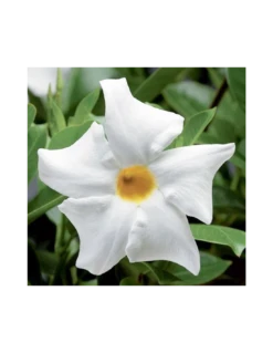 DIPLADENIA "Mandevilla" - BIANCA Diametro Vaso 14 Cm