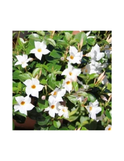 DIPLADENIA "Mandevilla" - BIANCA Diametro Vaso 14 Cm 9 DIPLADENIA "Mandevilla" - BIANCA Diametro Vaso 14 Cm -Sementie Boutique dipladenia bianca v 14 3