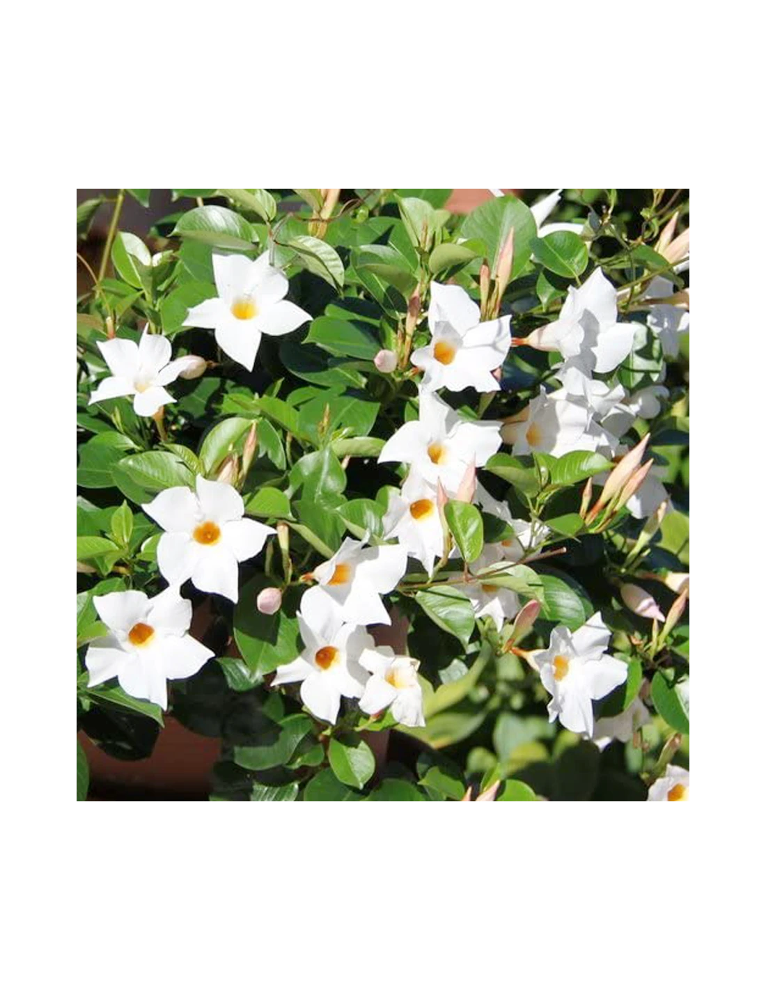 DIPLADENIA "Mandevilla" - BIANCA Diametro Vaso 14 Cm 6 DIPLADENIA "Mandevilla" - BIANCA Diametro Vaso 14 Cm - Image 4