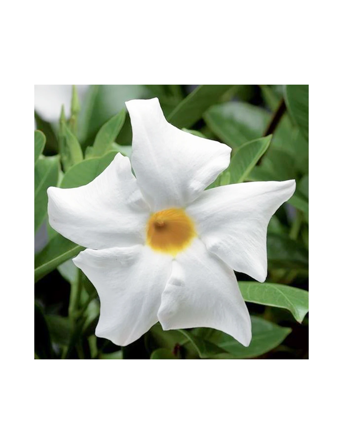 DIPLADENIA "Mandevilla" - BIANCA Diametro Vaso 14 Cm 3 DIPLADENIA "Mandevilla" - BIANCA Diametro Vaso 14 Cm