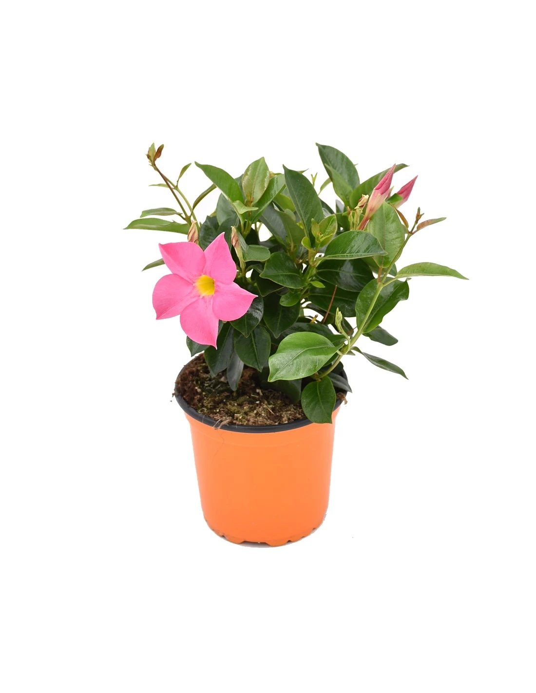 DIPLADENIA Mandevilla - PINK Diametro Vaso 14 Cm 4 DIPLADENIA Mandevilla - PINK Diametro Vaso 14 Cm - Image 2