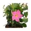 DIPLADENIA Mandevilla - PINK Diametro Vaso 14 Cm 2 DIPLADENIA Mandevilla - PINK Diametro Vaso 14 Cm -Sementie Boutique dipladenia rosa v 14
