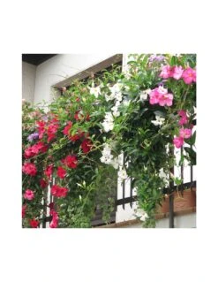 DIPLADENIA Mandevilla - PINK Diametro Vaso 14 Cm 8 DIPLADENIA Mandevilla - PINK Diametro Vaso 14 Cm -Sementie Boutique dipladenia rosa v 14 2