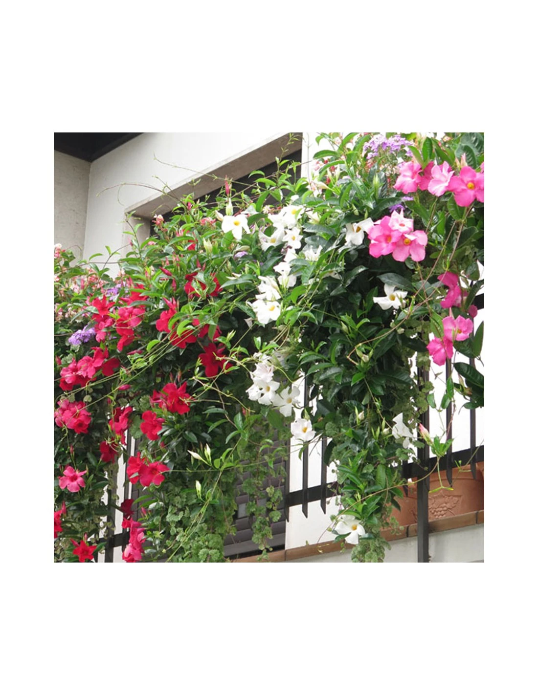 DIPLADENIA Mandevilla - PINK Diametro Vaso 14 Cm 5 DIPLADENIA Mandevilla - PINK Diametro Vaso 14 Cm - Image 3