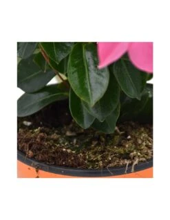 DIPLADENIA Mandevilla - PINK Diametro Vaso 14 Cm 9 DIPLADENIA Mandevilla - PINK Diametro Vaso 14 Cm -Sementie Boutique dipladenia rosa v 14 3