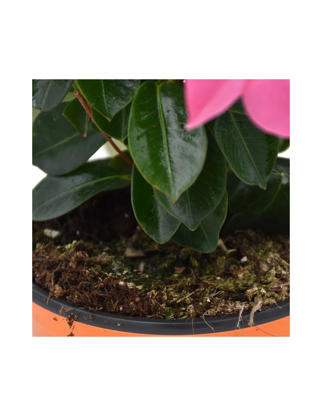 DIPLADENIA Mandevilla - PINK Diametro Vaso 14 Cm 6 DIPLADENIA Mandevilla - PINK Diametro Vaso 14 Cm - Image 4