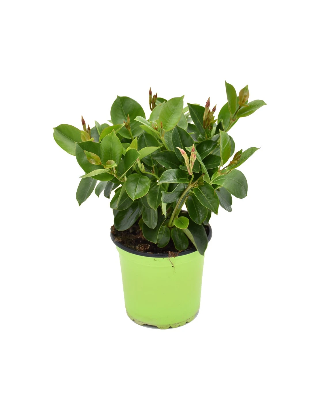 DIPLADENIA "Mandevilla" - ROSSA Diametro Vaso 14 Cm 4 DIPLADENIA "Mandevilla" - ROSSA Diametro Vaso 14 Cm - Image 2