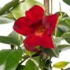 DIPLADENIA "Mandevilla" - ROSSA Diametro Vaso 14 Cm -Sementie Boutique dipladenia rossa v 14