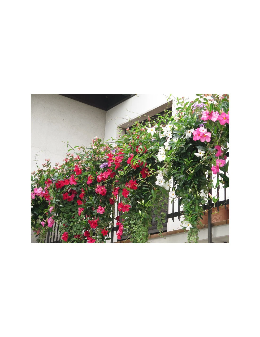 DIPLADENIA "Mandevilla" - ROSSA Diametro Vaso 14 Cm 5 DIPLADENIA "Mandevilla" - ROSSA Diametro Vaso 14 Cm - Image 3