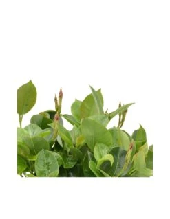 DIPLADENIA "Mandevilla" - ROSSA Diametro Vaso 14 Cm 9 DIPLADENIA "Mandevilla" - ROSSA Diametro Vaso 14 Cm -Sementie Boutique dipladenia rossa v 14 3