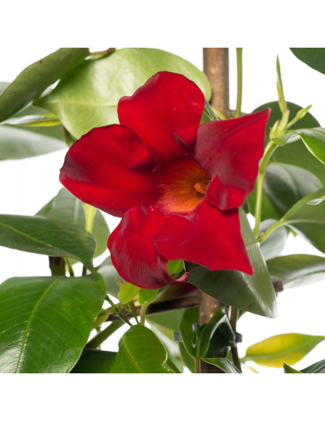 DIPLADENIA "Mandevilla" - ROSSA Diametro Vaso 14 Cm 3 DIPLADENIA "Mandevilla" - ROSSA Diametro Vaso 14 Cm