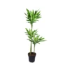 DRACAENA FRAGRANS 'CINTHO' Diametro Vaso 24 Cm 2 DRACAENA FRAGRANS 'CINTHO' Diametro Vaso 24 Cm -Sementie Boutique dracaena fragrans cintho 90 60 30 v 24
