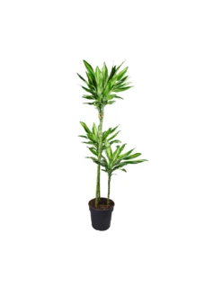 DRACAENA FRAGRANS 'CINTHO' Diametro Vaso 24 Cm