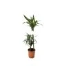 DRACAENA FRAGRANS DEREMENSIS ULISES Diametro Vaso 21 Cm 2 DRACAENA FRAGRANS DEREMENSIS ULISES Diametro Vaso 21 Cm -Sementie Boutique dracaena fragrans deremensis ulises diametro vaso 21 cm
