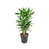 DRACAENA FRAGRANS DEREMENSIS 'JANET LIND' Diametro Vaso 24 Cm 2 DRACAENA FRAGRANS DEREMENSIS 'JANET LIND' Diametro Vaso 24 Cm -Sementie Boutique dracaena fragrans dermensis janet lind v 24