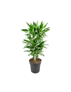 DRACAENA FRAGRANS DEREMENSIS 'JANET LIND' Diametro Vaso 24 Cm