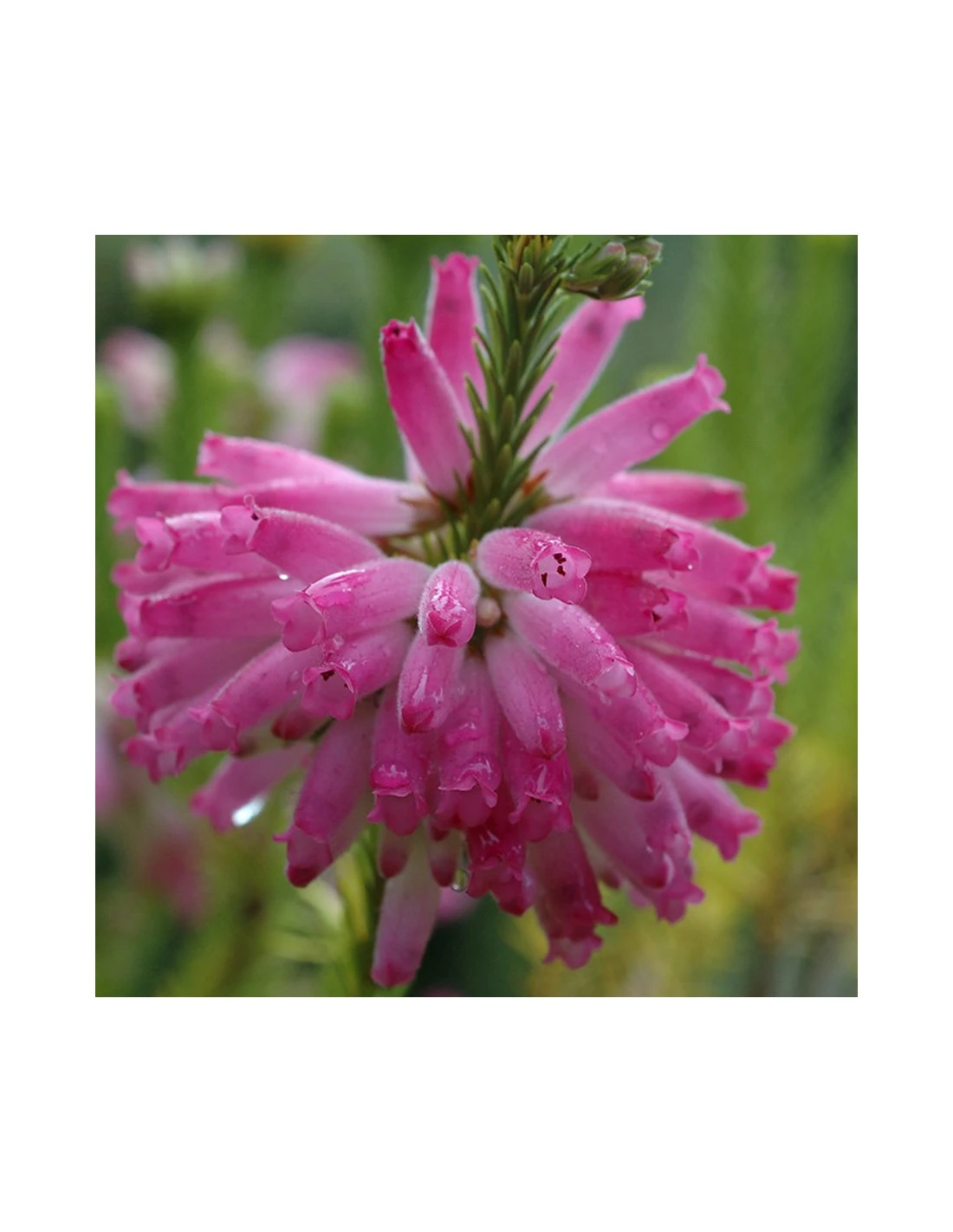 ERICA CALLUNA 'VERTICILLATA' PINK Diametro Vaso 12 Cm 4 ERICA CALLUNA 'VERTICILLATA' PINK Diametro Vaso 12 Cm - Image 2