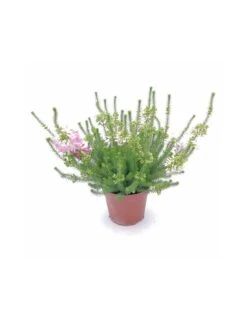 ERICA CALLUNA 'VERTICILLATA' PINK Diametro Vaso 12 Cm