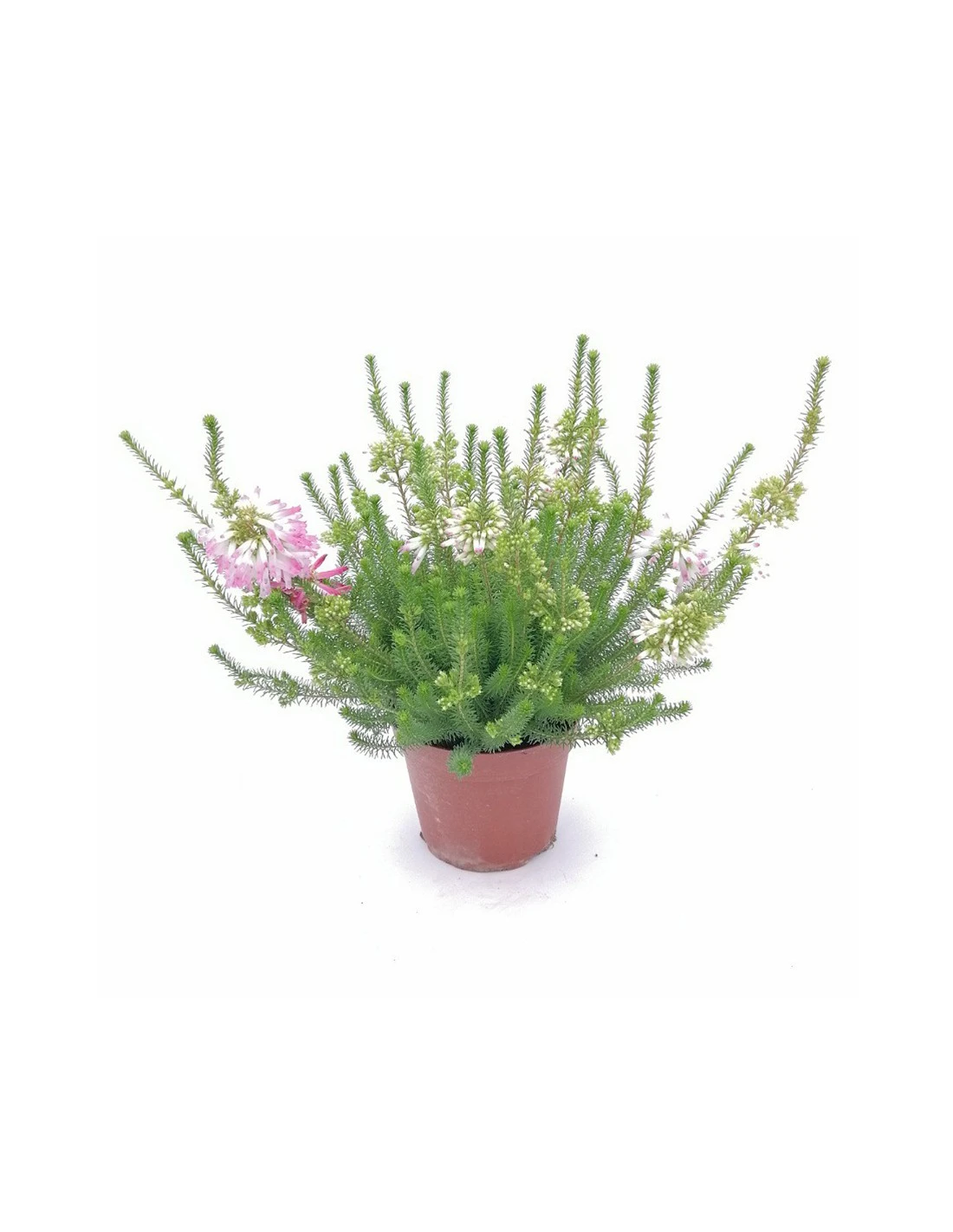 ERICA CALLUNA 'VERTICILLATA' PINK Diametro Vaso 12 Cm 3 ERICA CALLUNA 'VERTICILLATA' PINK Diametro Vaso 12 Cm