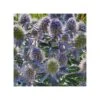 ERYNGIUM PLANUM "BLUE HOBBIT" VASO DIAMETRO 12 CM -Sementie Boutique eryngium planum blue hobbit vaso diametro 12 cm