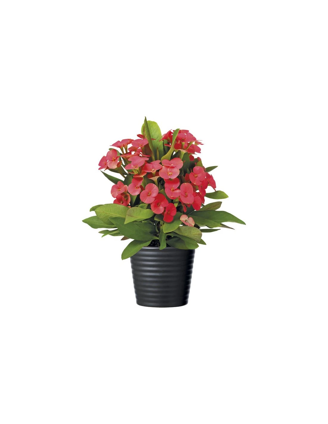 Spina Di Cristo "EUPHORBIA" Diametro Vaso 14 Cm 3 Spina Di Cristo "EUPHORBIA" Diametro Vaso 14 Cm