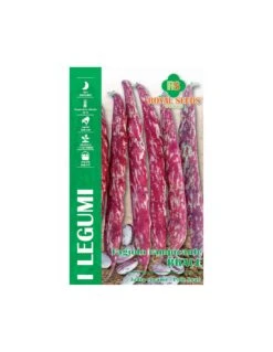 FAGIOLO RAMP. BRACE 120 GR