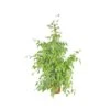 FICUS BENJAMINA 'GOLDEN KING' Dimensione Vaso 27 Cm 1 FICUS BENJAMINA 'GOLDEN KING' Dimensione Vaso 27 Cm -Sementie Boutique ficus benjamina golden king v 27