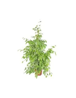 FICUS BENJAMINA 'GOLDEN KING' Dimensione Vaso 27 Cm