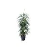 FICUS BINNENDIJKII 'ALII' TUFT, Diametro Vaso 18/19 Cm -Sementie Boutique ficus binnendijkii alii tuft diametro vaso 1819 cm