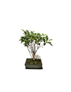 FICUS MICR. BONSAI FICUS RETUSA Diametro Vasi 20 Cm