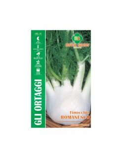 FINOCCHIO ROMANESCO MAXI