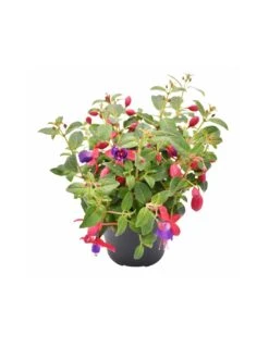 FUCSIA Diametro Vaso 14 Cm