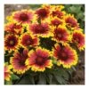 GAILLARDIA ARISTATA "ARIZONA SUN" Diametro Vaso 12 Cm 2 GAILLARDIA ARISTATA "ARIZONA SUN" Diametro Vaso 12 Cm -Sementie Boutique gaillardia aristata arizona sun vaso diametro 12 cm