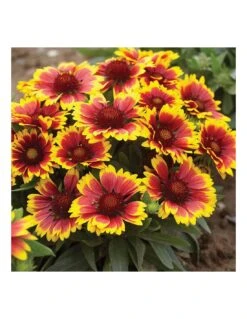 GAILLARDIA ARISTATA "ARIZONA SUN" Diametro Vaso 12 Cm
