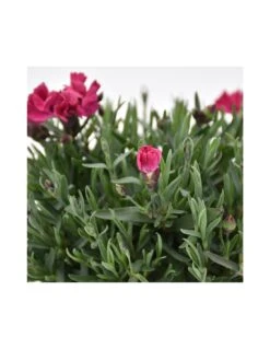 GAROFANO TENERIFE VIOLA Diametro Vaso 14 Cm 8 GAROFANO TENERIFE VIOLA Diametro Vaso 14 Cm -Sementie Boutique garofano v 14 tenerife viola 2