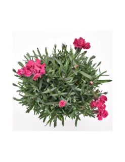 GAROFANO TENERIFE VIOLA Diametro Vaso 14 Cm 9 GAROFANO TENERIFE VIOLA Diametro Vaso 14 Cm -Sementie Boutique garofano v 14 tenerife viola 3