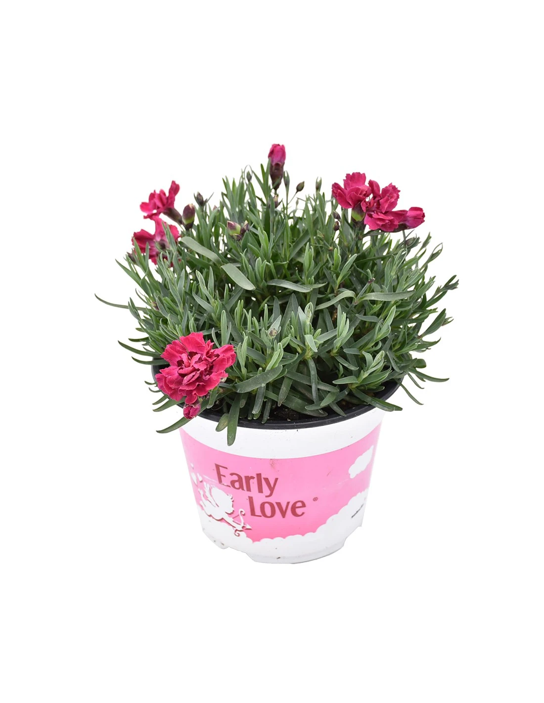 GAROFANO TENERIFE VIOLA Diametro Vaso 14 Cm 3 GAROFANO TENERIFE VIOLA Diametro Vaso 14 Cm